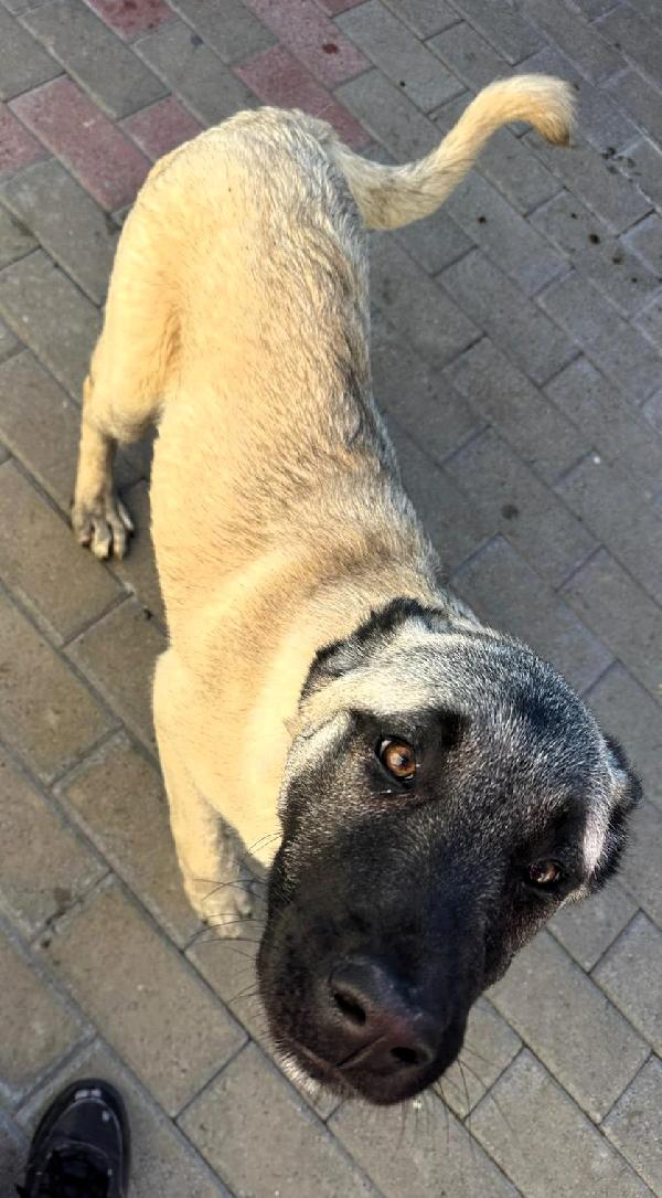 Patra Cucciola Kangal